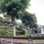 Phòng khám Phúc Lâm Đường: Giữ vững uy tín Lương y - Xoa bóp, bấm huyệt miễn phí phuc lam duong avt 002